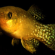 Atlantic killifish have adapted to highly toxic levels of pollution. (Image: Andrew Whitehead/UC Davis)